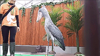 tastefullyoffensive:Shoebill storks are eerily majestic. [full video]  It looks freaking