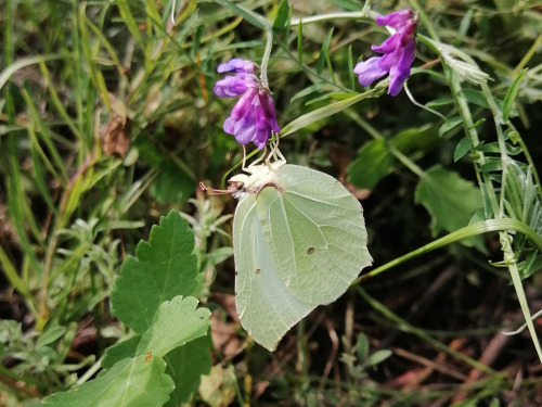 common brimstone