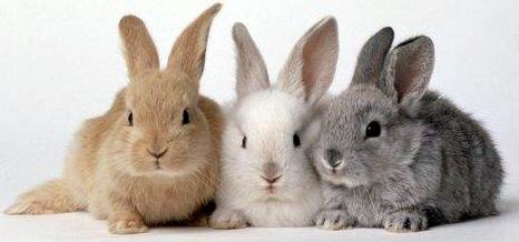 Strictlybunnies