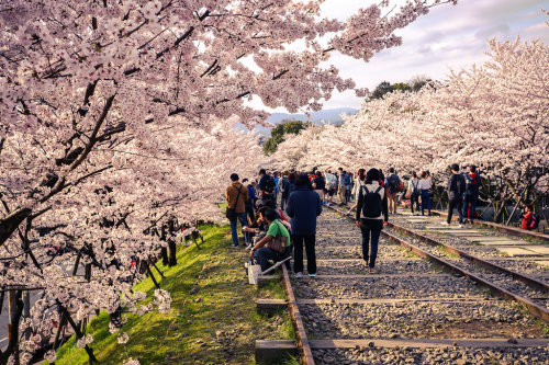 Sakura at Keage Incline (蹴上インクライン) at Sunset in Kyoto (京都) Japan by TOTORORO.ROROVia Flickr:Cherry b