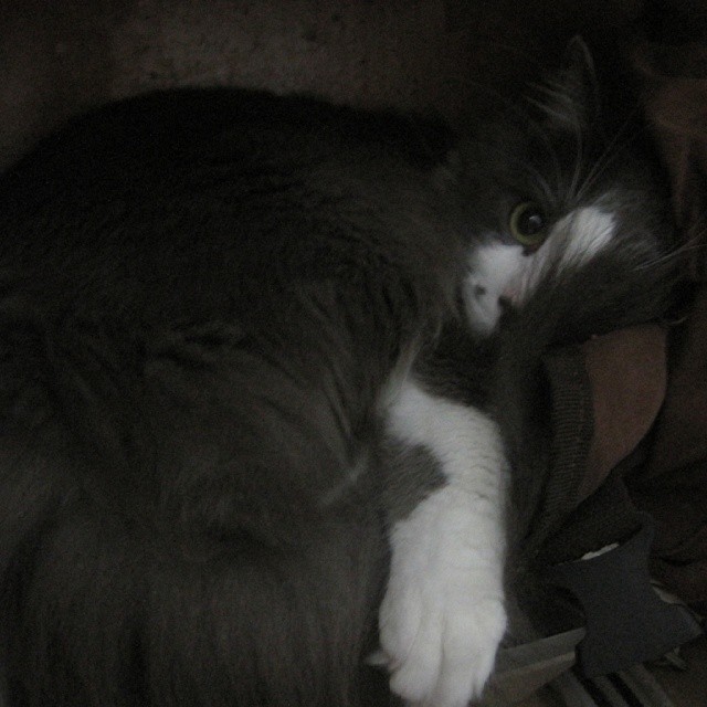 Y esta belleza de gato es de @felipebeatle y @vcrespa #cat #cute #graycat