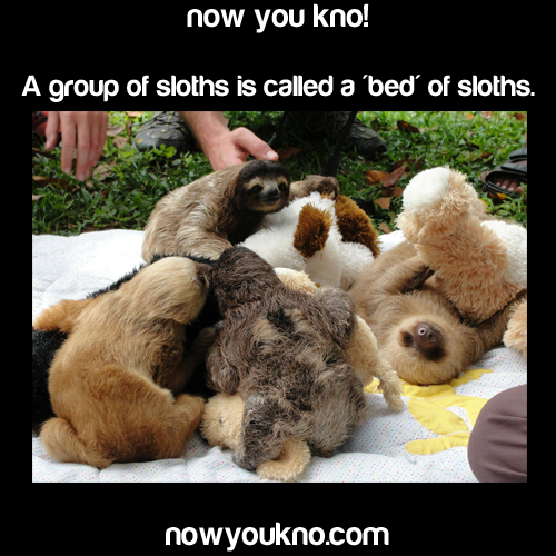 reverse-oreo-try-me:  marajuanas:  nowyoukno:  Now You Know more about sloths  OH MY FUCKING GOD BIGFOOT IS REAL   The sex one thoo 