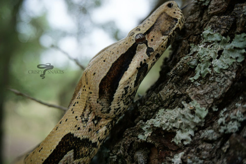 crispysnakes:Sarsaparilla - North Brazil locale (boa constrictor)