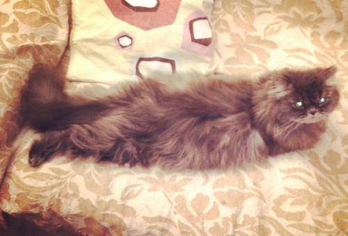 Плашмя. #кошка #Ася #greycat #cutecat #cat #fluffycat