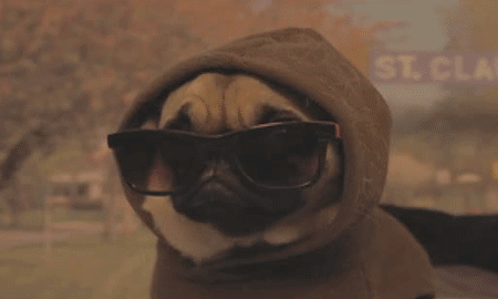 thematokialliance:  B.A.P as dogs Yongguk:  Himchan:  Daehyun:  Youngjae:  Jongup: