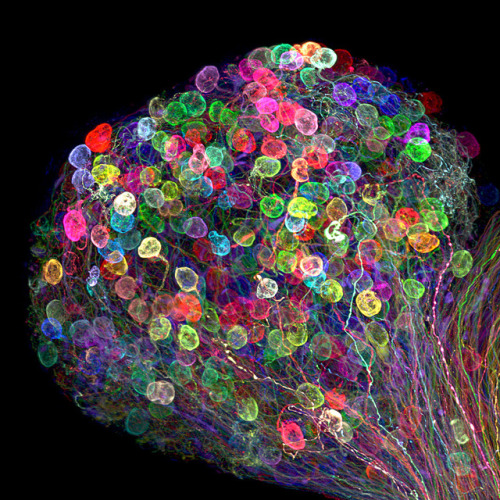 Individually labeled axons in an embryonic chick ciliary ganglionDr. Ryo EgawaAffiliationNagoya Univ