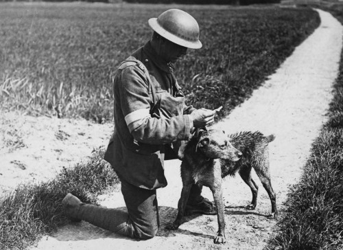 A dog-handler reads a message brought by a messenger dog, who had just swum across a canal in France