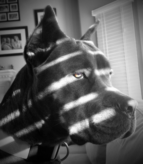 stunningpicture:  My dog looking through the blinds.