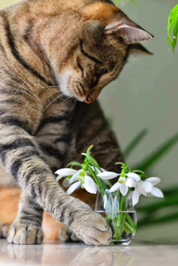 pafuncios:  Beautiful cat 🐱🐯