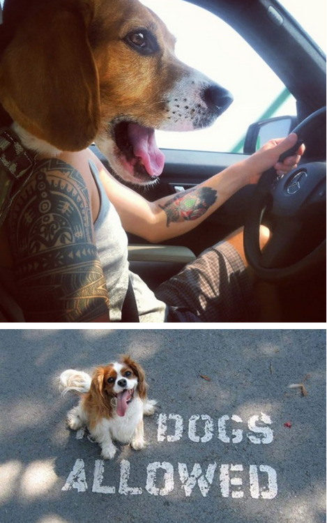 tastefullyoffensive:Perfectly Timed Dog Photos [boredpanda]Previously: Before and After Pictures of 