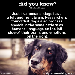 did-you-kno:  Just like humans, dogs have