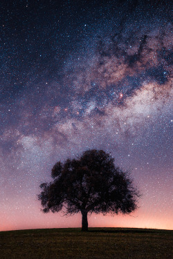 madishy:  Galactic Tree II by Johannes Nollmeyer   