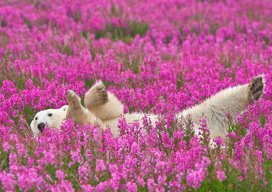 landscape-photo-graphy:  Adorable Polar Bear Plays in Flower Fields Canadian photographer