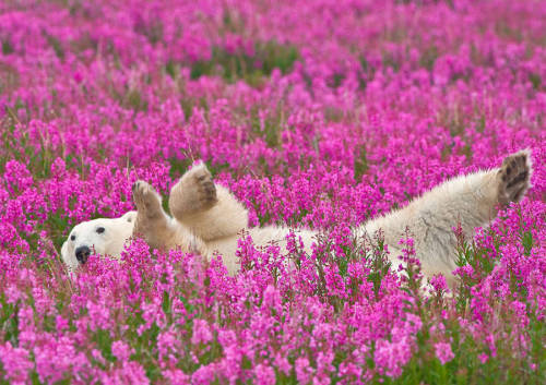 landscape-photo-graphy:Adorable Polar Bear Plays in Flower Fields Canadian photographer Dennis Fast&