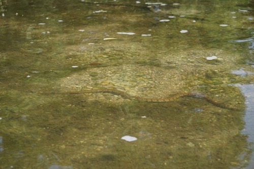 I took my zoom lens out kayaking this week. I need more practice shooting with it, but I was pretty 