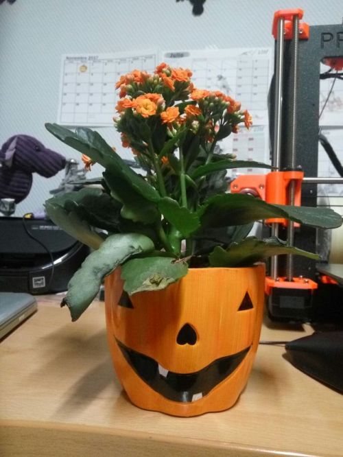 26/Oct/2017 They sell these cute kalanchoes in pumpkin pots at a supermarket near the office