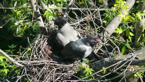 Серая ворона (Corvus cornix).часть 1