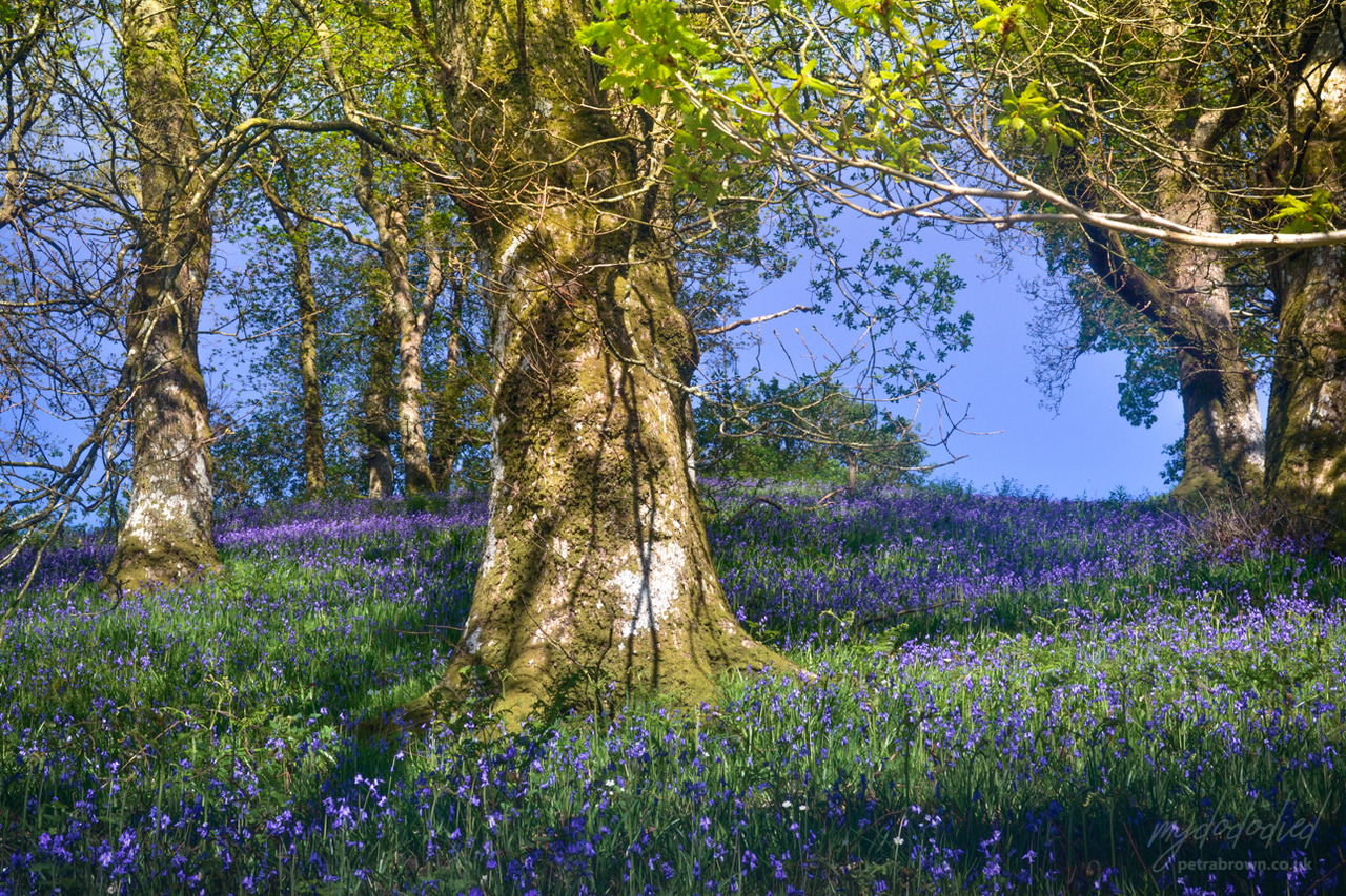 mydododied:The blue in the green