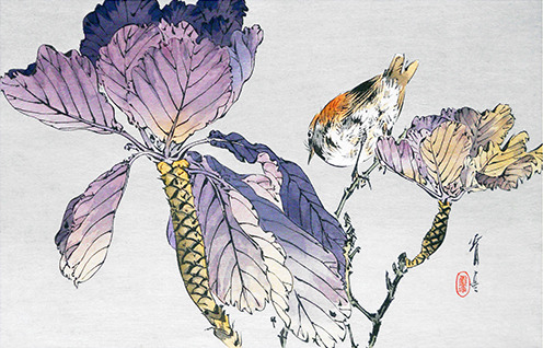 japanese-plants:Ornamental cabbage and Ryukyu robin by Seitei Watanabe (1851-1916), included in Niju