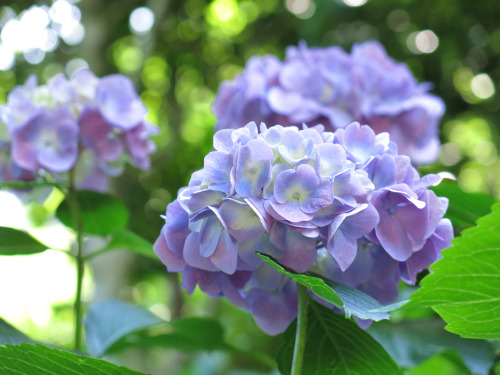 isao-takeda:2016年7月3日 神戸市立森林植物園　兵庫県神戸市北区山田町