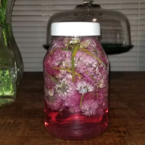 It&rsquo;s that time of year again! My garlic chives are blossoming so I gathered them up. Washe