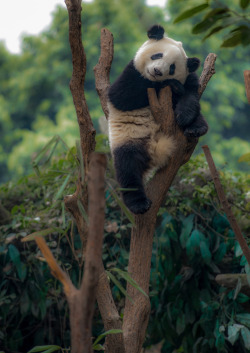 creatures-alive:  (via Kung fu Panda by Lou Lu / 500px) 