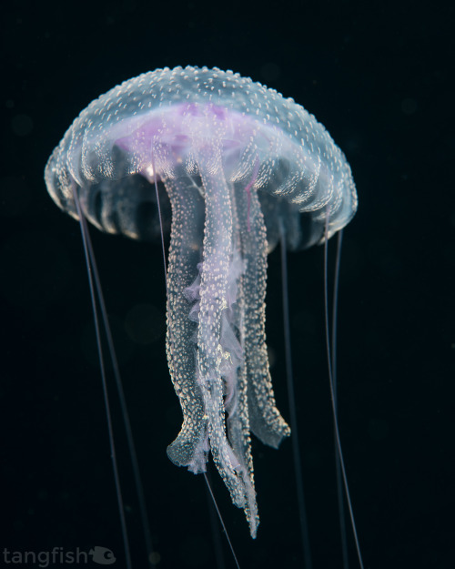 Jellyfish vibes - photo taken at Koh Haa Nua, South Andaman Sea