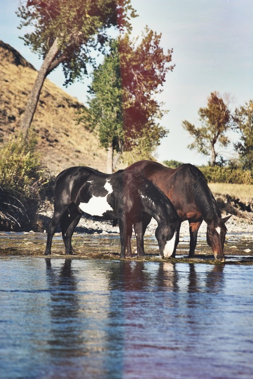 countryff4171: Horses eating river bed grass on the Bighorn