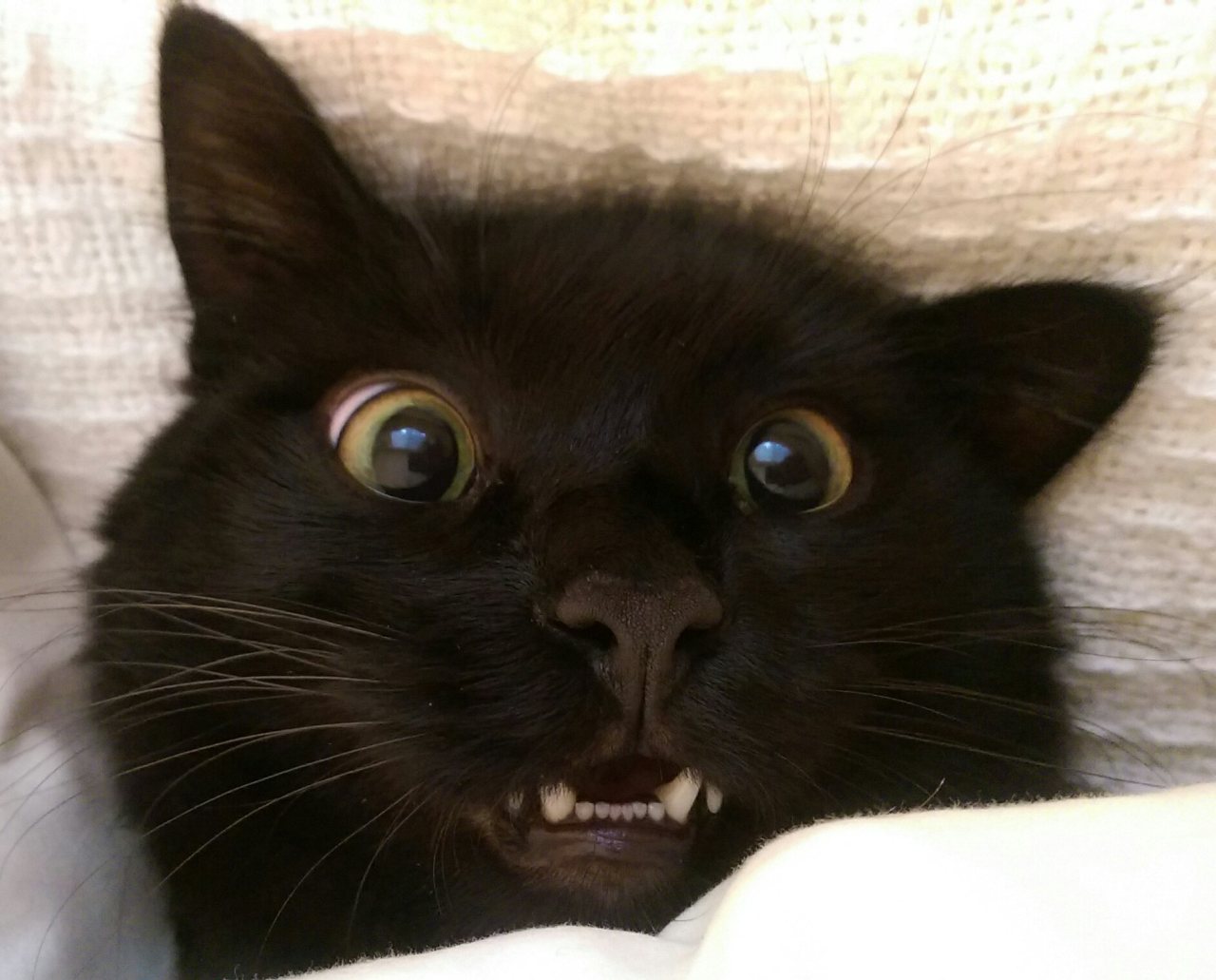 awwww-cute:  That look he gets before all hell breaks loose (Source: http://ift.tt/1SOLkiz)
