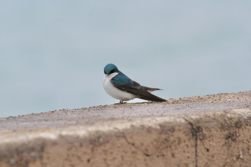 highways-are-liminal-spaces:Waves and Tree Swallows along the breakwall at MontroseChicago, Illinois