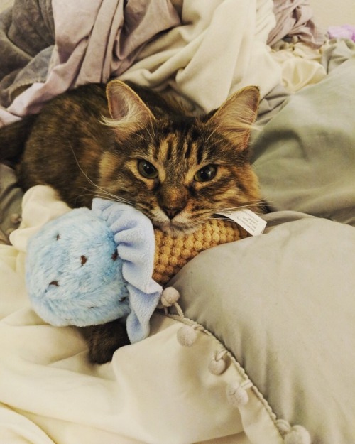 fuckyeahfelines: Rhea and her favorite toy ❤️