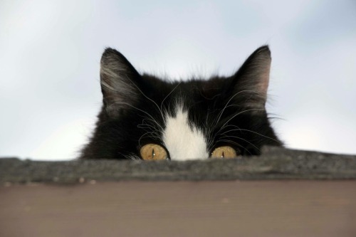 My crazy cat stalking me from the roof ca(submitted by @classic8beauty)