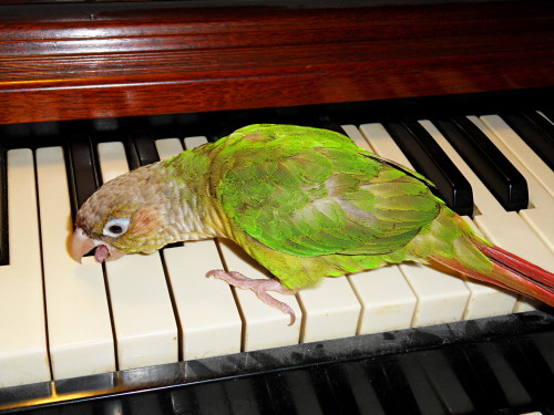 Yoshi licks things part 2: the organ keys