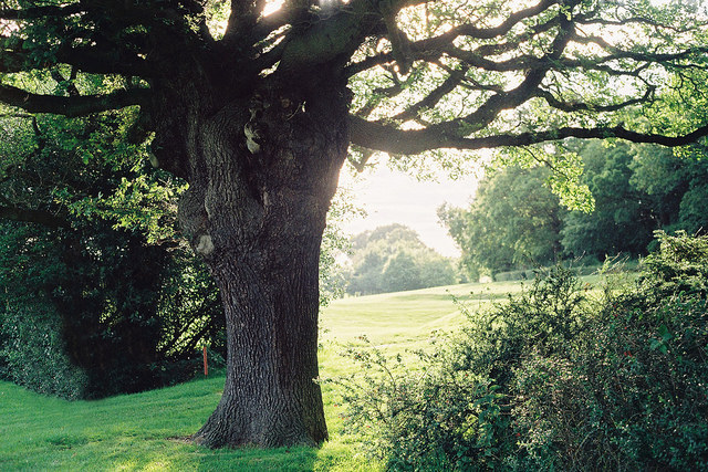 aphelia:  epping by Joe Pepper on Flickr.