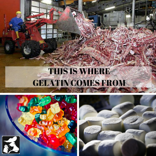 Animal Place — Marshmallows, Jello, and most gummies contain...