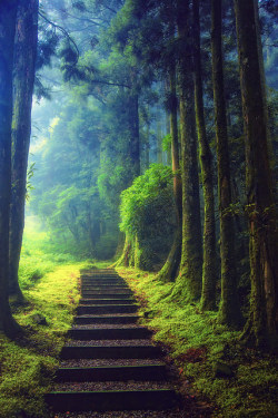 tulipnight:  Keep on hiking by Hanson Mao