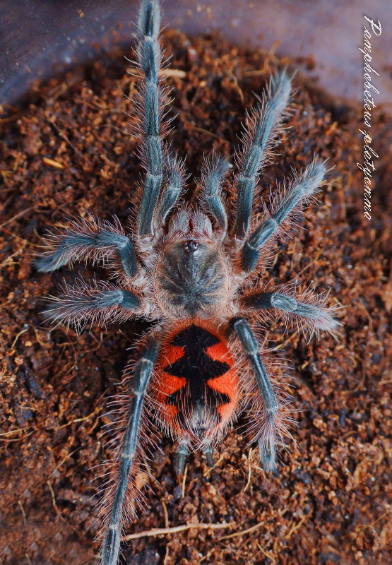 tarantulas are cute too — brazilian pinkbloom (pamphobeteus platyomma)  the...