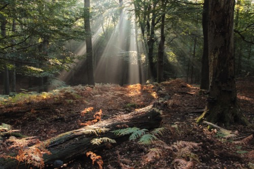 Veluwe. Fun.