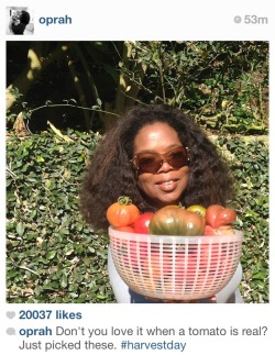 clanked: what kind of fake tomatoes has oprah