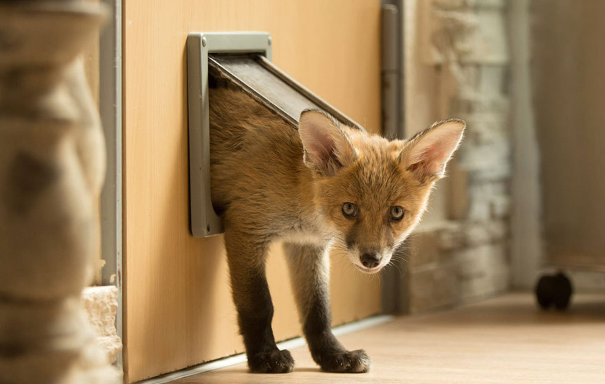 baskingsunflower:  sistahmamaqueen:  awesome-picz:    Dog Adopts A Baby Fox After