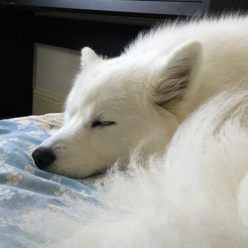 27-cents: tyridot:  happy national dog day from me and @cloudthesamoyed!! let us appreciate how cute