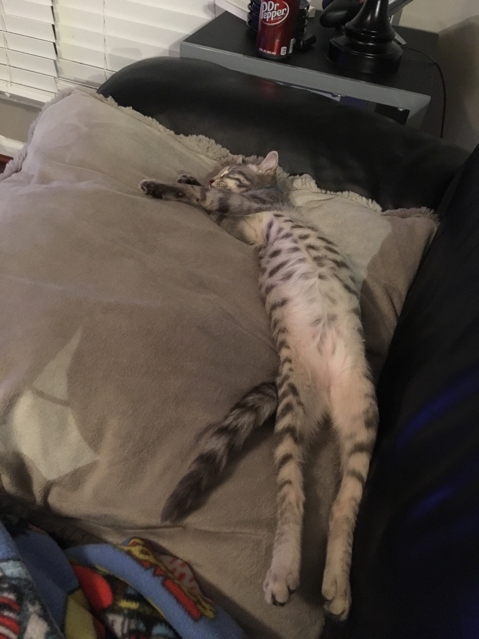catsuggest:This is Wynne, she’s long