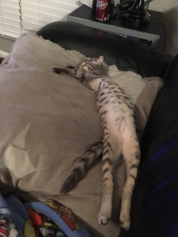 catsuggest:  This is Wynne, she’s long