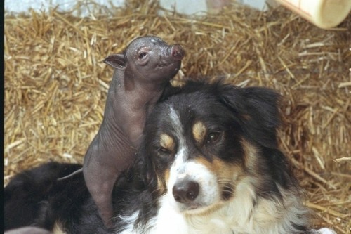 animals-riding-animals:  piglet riding dog