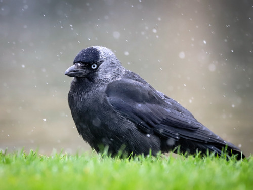 longingforrotkehlchen:I camouflaged behind a trash can to take this one. Dohle (jackdaw) am Eckensee