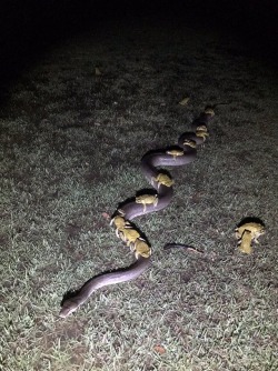 tamascotchi:  animals-riding-animals: toads riding snake they took midnight train goin anywhere 