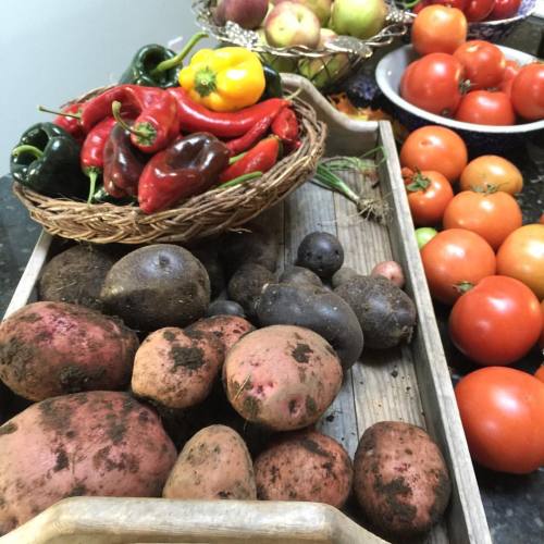 So much still coming in from the garden. #garden #healthylife #tomatoes #potato #purplepotatoes #hea