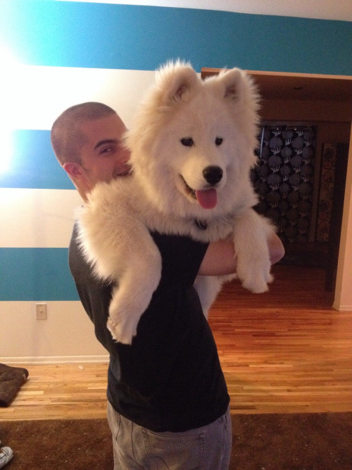 skookumthesamoyed:  makochantachibanana:  restlesslyaspiring:  cuteness-daily:  This is yet another Samoyed Appreciation Post. Because why not? They are just the cutest litte balls of floof! I want 5000 of them!   FLUFFS  FLOOF FLOOF   That last one