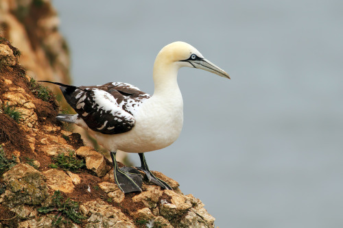 juvenile Northern Gannet (Sula bassana) &gt;&gt;by Berna