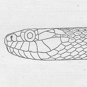 tupinambeast:Drawings illustrating the difference in headshape between the venomous Cottonmouth (agkistrodon piscivorus - left), and the non venomous Banded Water Snake (nerodia fasciata - right).Water snakes are commonly mistaken and, more often than